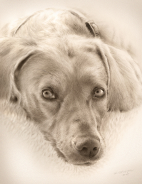 Ein Hunde-Porträt in Dry Brush-Technik auf Bütten-Aquarellkarton